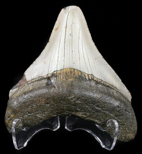 Bargain, Megalodon Tooth - North Carolina #54753
